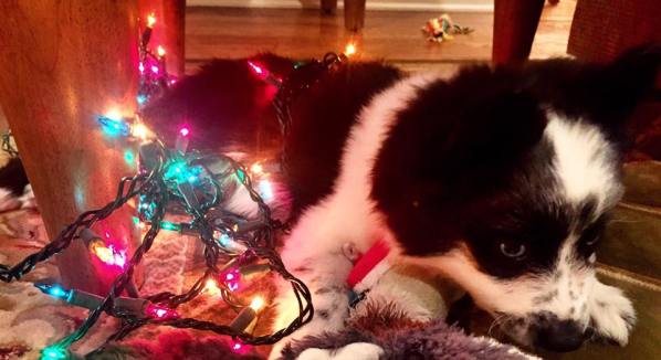 15894945_1658802351085758_2471272931715245291_n